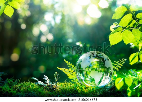 Environment. Glass Globe On Grass Moss In Forest\
- Green Planet With Abstract Defocused Bokeh Lights - Environmental\
Conservation\
Concept