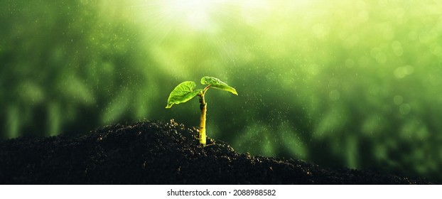  Environment, Save Clean Planet, Ecology Concept.World Earth Day Banner. Young Green Plant Growing At Sunlight.