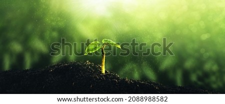  Environment, save clean planet, ecology concept.World Earth Day banner. Young green plant growing at sunlight.