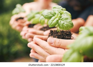 Environment, Sustainability And People Plant Hands, Earth Day And Nature For Future World, Community Growth And Hope. Closeup Support Of Leaf In Soil, Green Energy Park And Eco Friendly Global Planet