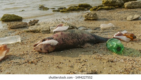 Environment and wildlife: dead young dolphin on the sea shore. Earth wildlife, environmental pollution, ecological catastrophe. Dead animal.
