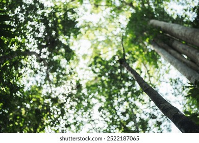 Environmental Conservation, Emphasizing Importance of Green Leaves and Trees in Forests, Sustainable Concept for Protecting Our Planet, Supporting Eco-Friendly Growth and Global Care for Nature Energy