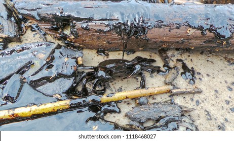 Environmental Crisis sea crabs were black oil coated the full. Try walking on the beach To find a way to survive