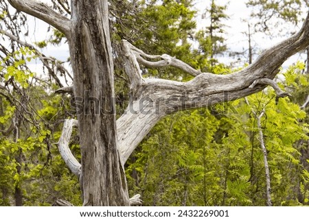 Environmental damage at a dead tree in a forest
