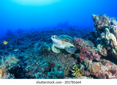 Environmental Damage - A Green Turtle Rests On A Barren, Destroyed Coral Reef