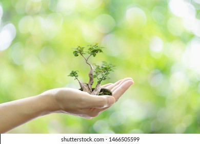 Environmental ecology save the world. Hand holding growing tree on green bokeh background. - Shutterstock ID 1466505599