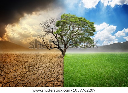 Environmental and global warming concepts, Live and dead big tree