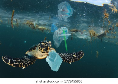 Environmental Issue Of Plastic Pollution Problem. Sea Turtles Can Eat Plastic Bags Mistaking Them For Jellyfish 