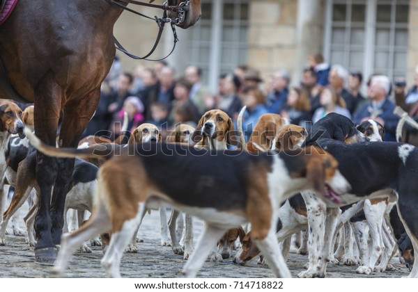 are poitevin hound noisy