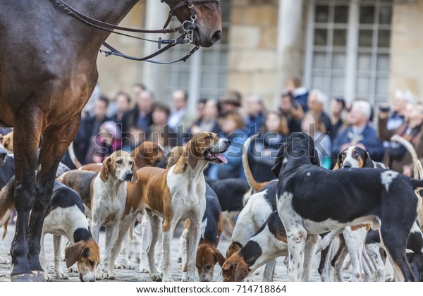 are poitevin hound noisy