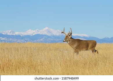 Environmental Portrait Of A Whitetail Deer Buck With A Backdrop Of The Rocky Mountains In The Background