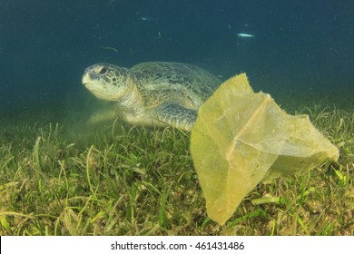 Environmental Problem: Plastic Bags On Ocean Floor Threat To Turtles