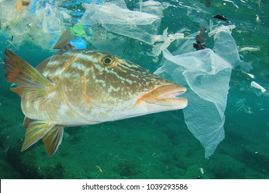 Environmental problem - plastic pollution and fish in ocean