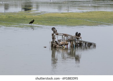  Environmental Problems