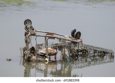  Environmental Problems
