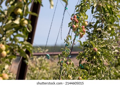 Envy Apples Growing In A High Density Apple Orchard In Eastern Washington State.