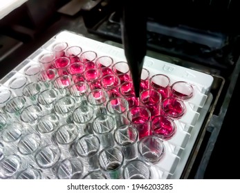 Enzyme-linked Immunosorbent Assay (ELISA) Plate, Immunology Or Serology Testing Method In Medical Laboratory