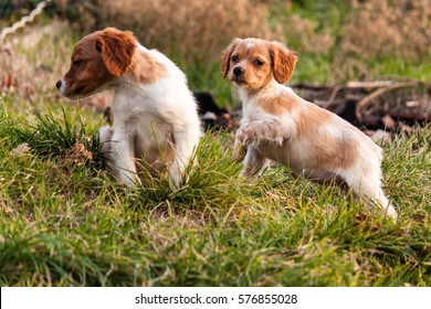 breton puppy