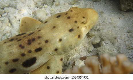 Epaulette Shark Great Barrier Reef 