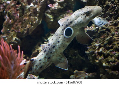 Epaulette shark (Hemiscyllium ocellatum). Wildlife animal. 