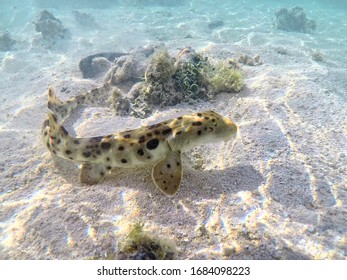 Epaulette Shark Relaxing In The Shallows