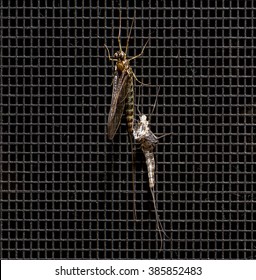 An Epeorus (Quill Gordon) mayfly spinner (imago) emerges from the exoskeleton of its dun (subimago) form on a window screen