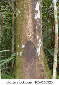 Eperua Glabriflora Caesalpiniaceae Family. Amazon Rainforest, Brazil