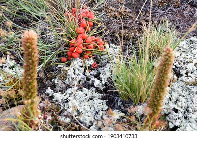 Ephedra horsetail, lat. Ephedra equisetina Bge., plant with beneficial healing properties