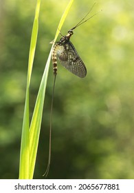 Ephemera Danica, The Green Drake.