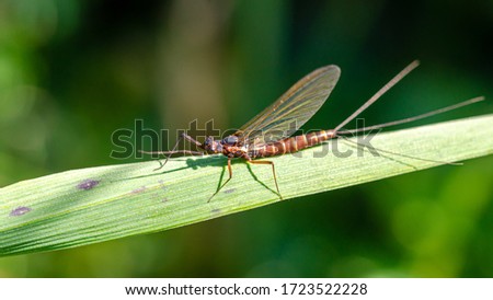 Ephemera danica is a species of mayfly in the genus Ephemera.