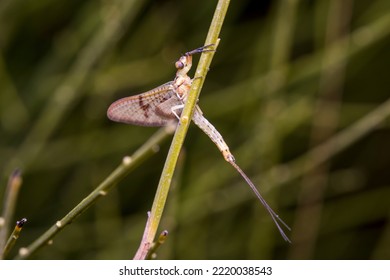 Ephemera lineata mayfly posed on a twig under the sun