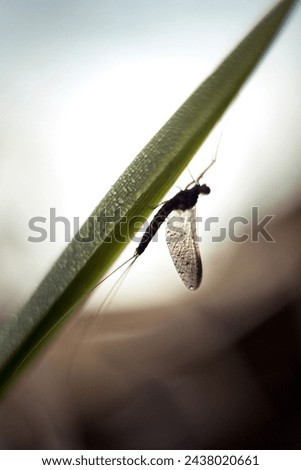 Ephemera vulgata insect black color big bug after rain rain drops water grass macro closeup photo insect summer