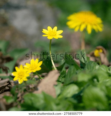 Ephemeral light on wild spring flowers in a quiet forest