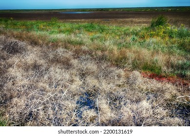 Ephemeral River. A Drying Stream In The Spring Steppe, Flat Plain, Takyr. The Tumbleweed Saltwort (Salsola, Amaranthaceae) In River. Northern Black Sea Region