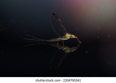 Ephemeroptera Background On Black Glass