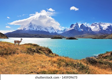 Epic beauty of the landscape - the National Park Torres del Paine in southern Chile. Graceful silhouette guanaco on the lake Pehoe - Shutterstock ID 145939673