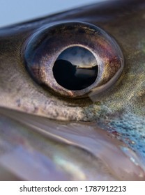 Epic close up macro picture of zander walleye