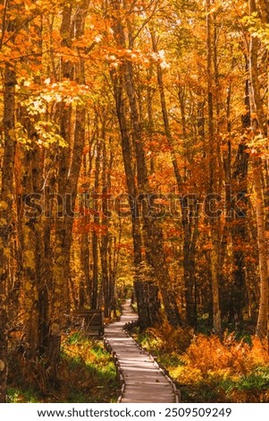 Epic Colorful Fall Foliage Beautiful Forest Nature Boardwalk Path Orange Leaves. Jesup Trail Acadia National Park New England. Landscape Background.