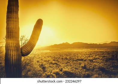 Epic desert sunset over valley of the Sun, Phoenix, Scottsdale, Arizona with Saguaro cactus in foreground.  Plenty of space for copy, banner text..