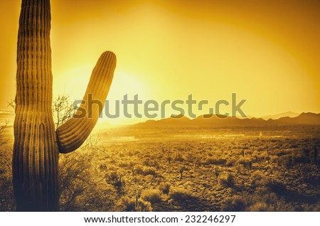 Epic desert sunset over valley of the Sun, Phoenix, Scottsdale, Arizona with Saguaro cactus in foreground.  Plenty of space for copy, banner text..