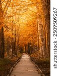 Epic Fall Foliage New England Forest Boardwalk Trail. Canopy of Trees Warm Orange Sunlight. Jesup Trail Acadia National Park Nature Background