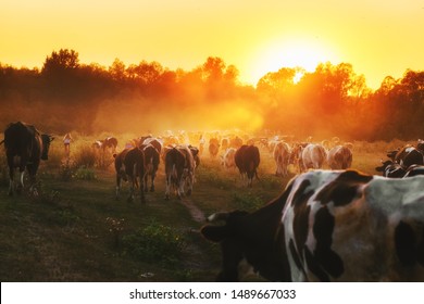 Epic scene of cattle farm - livestock of cows going home from meadows pasture in evening. Amazing sunset scenery. Countryside background. Dairy natural bio production. - Shutterstock ID 1489667033