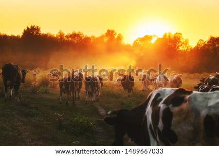 Epic scene of cattle farm - livestock of cows going home from meadows pasture in evening. Amazing sunset scenery. Countryside background. Dairy natural bio production.