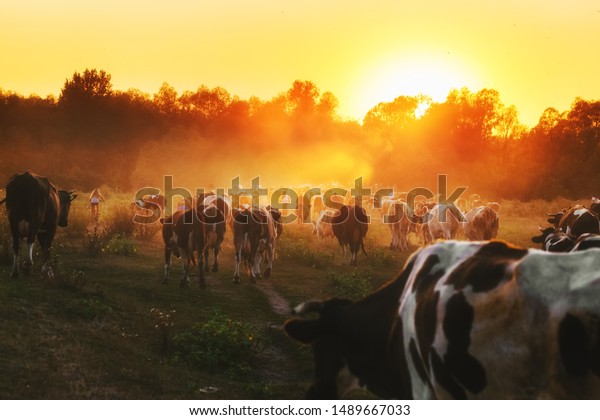 Epic scene of cattle farm -\
livestock of cows going home from meadows pasture in evening.\
Amazing sunset scenery. Countryside background. Dairy natural bio\
production.