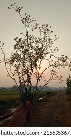 Epic Scenery Resulting From The Degradation Of Dry Leaves And Sunlight