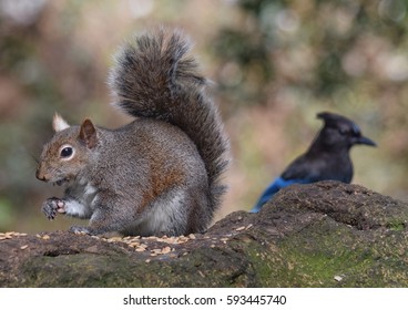 Epic Showdown Between A Squirrel And A Steller's Jay. The Steller's Jay Is About To Make A Stealth Attack On The Squirrel's Breakfast. The Squirrel Looks Like It Suspects Something Is Up.  San Fran.