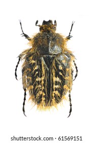 Epicometis (Tropinota) Squalida Pillosa