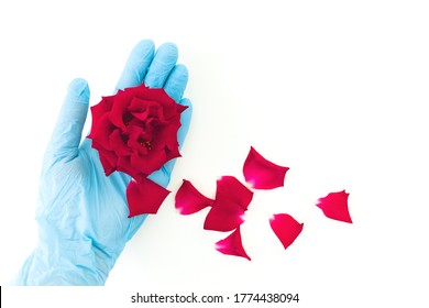 Epidemic concept with hand in glower and rose flower. Flat lay. Top view - Shutterstock ID 1774438094