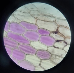 Cell structure Hydrilla, view of the leaf surface showing plant cells ...