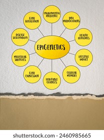 Epigenetics, study of heritable changes in gene expression or cellular phenotype caused by mechanisms other than changes in the underlying DNA sequence, mind map infographics.